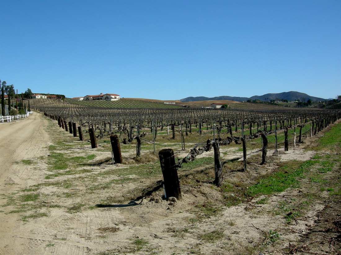 Vineyard rows running toward the hills in the Temecula Valley wine country
